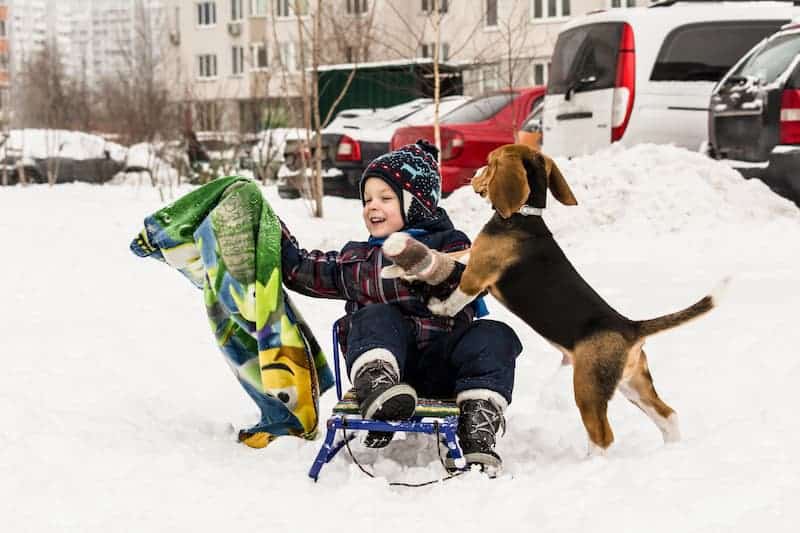 chien de crénau avec bébé